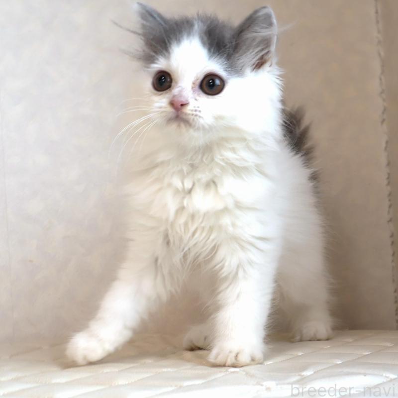 販売中の静岡県のブリティッシュロングヘア-133527