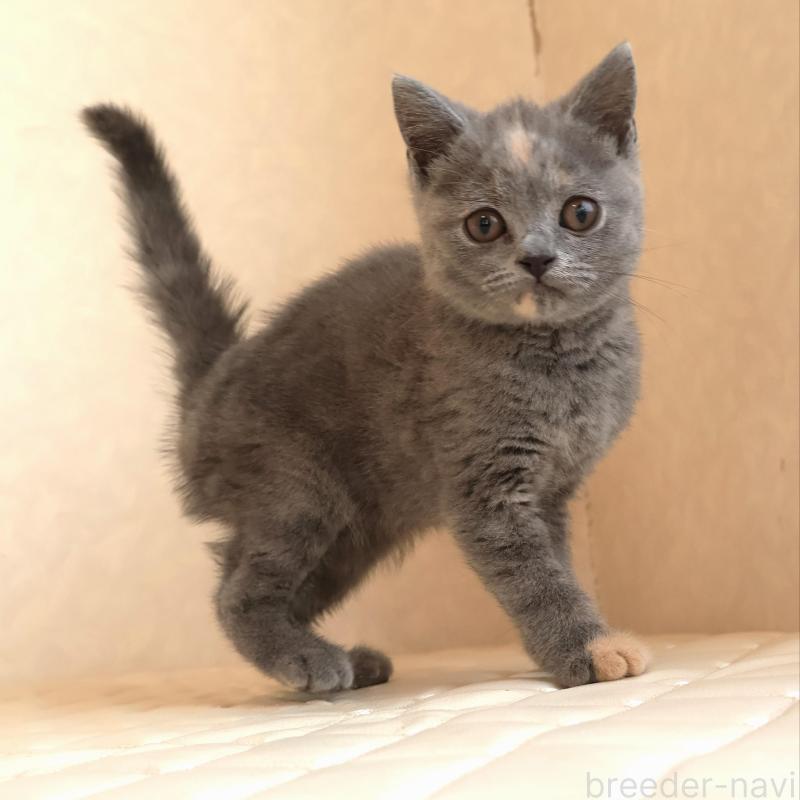 販売中の静岡県のブリティッシュショートヘア-133528の19枚目