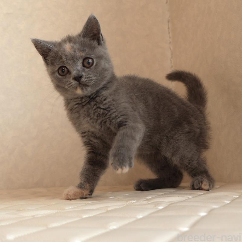 販売中の静岡県のブリティッシュショートヘア-133528の18枚目