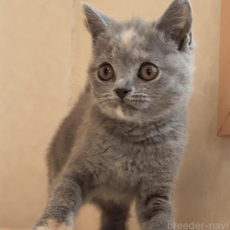 販売中の静岡県のブリティッシュショートヘア-133528の17枚目