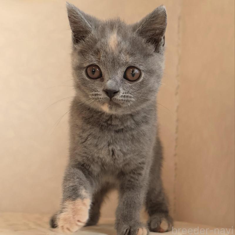 販売中の静岡県のブリティッシュショートヘア-133528の16枚目