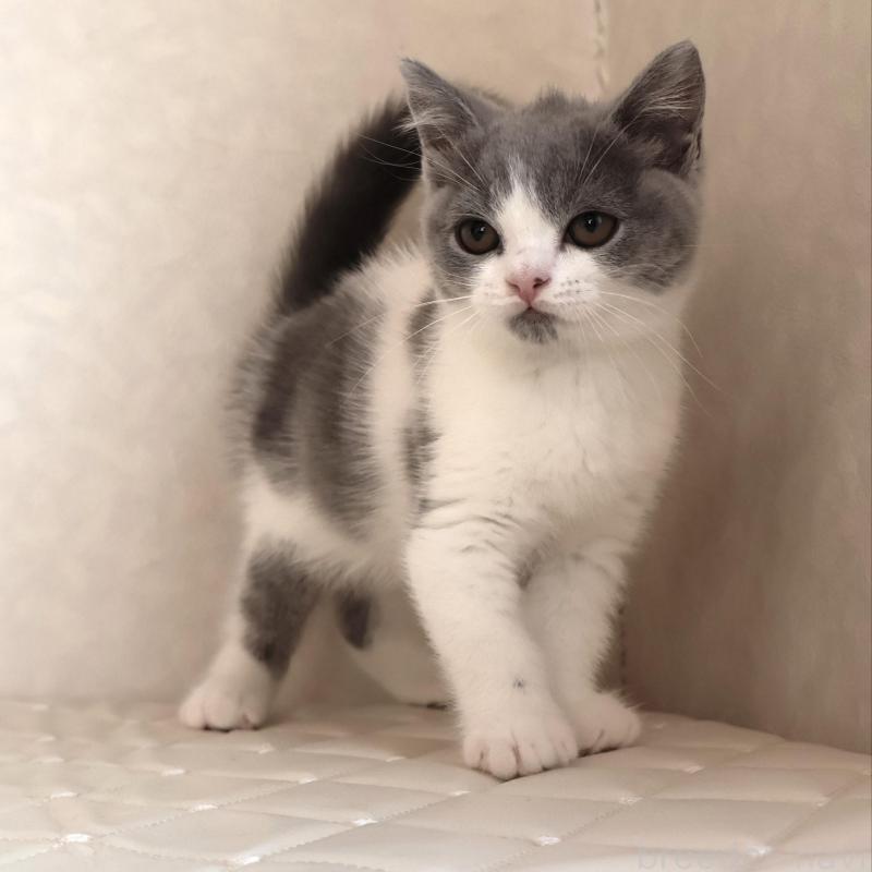 販売中の静岡県のブリティッシュショートヘア-133526の17枚目