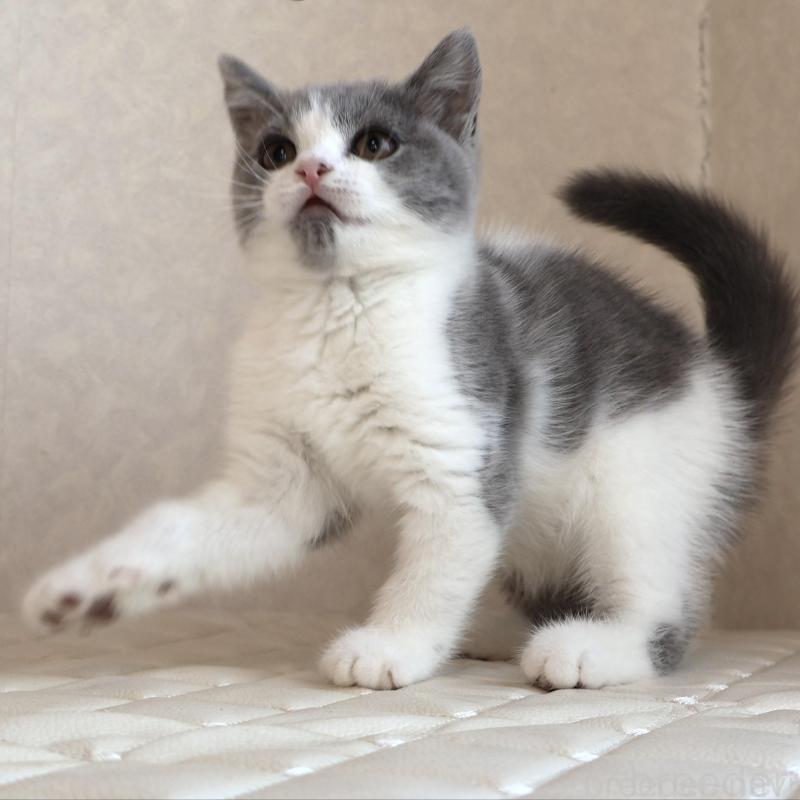 販売中の静岡県のブリティッシュショートヘア-133526の16枚目