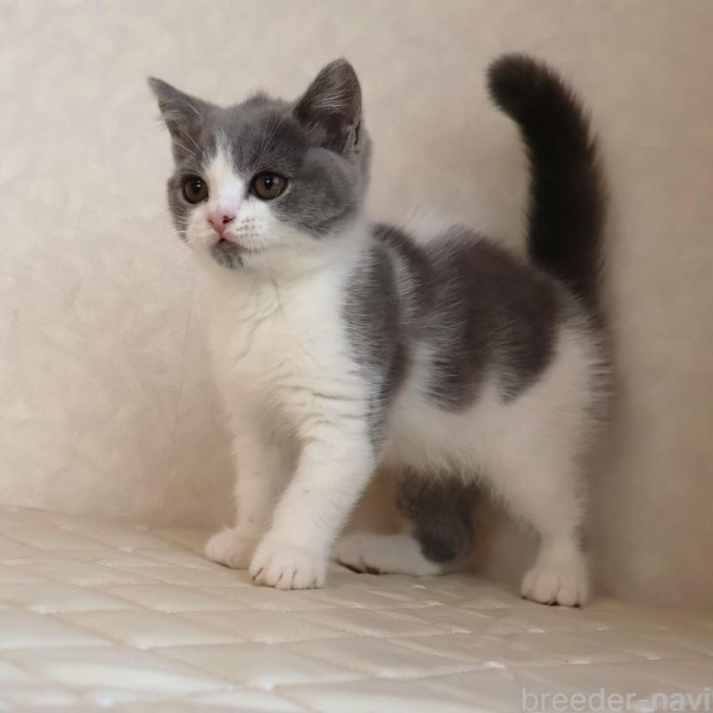 販売中の静岡県のブリティッシュショートヘア-133526の15枚目