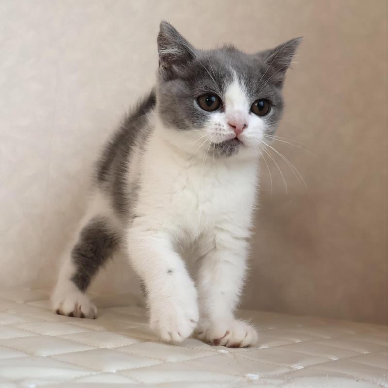 販売中の静岡県のブリティッシュショートヘア-133526の14枚目