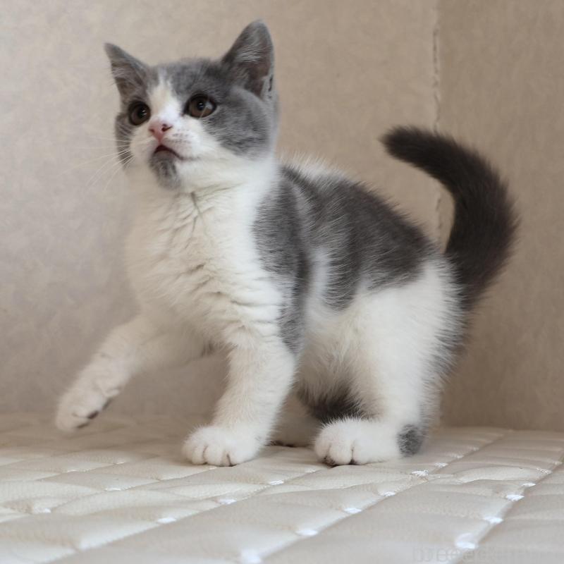 販売中の静岡県のブリティッシュショートヘア-133526の13枚目