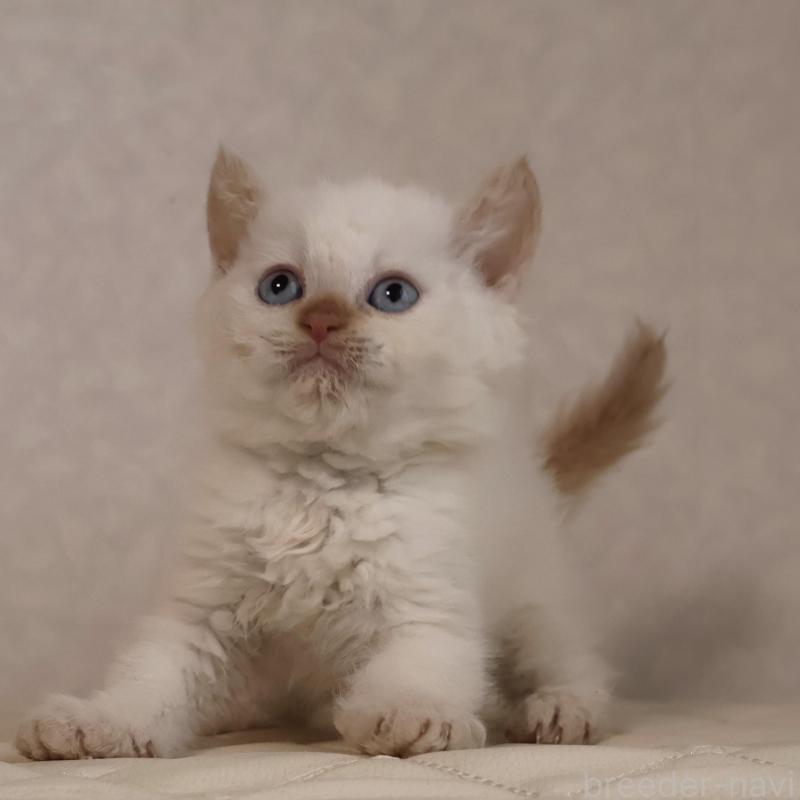 販売中の静岡県のセルカークレックス-134839