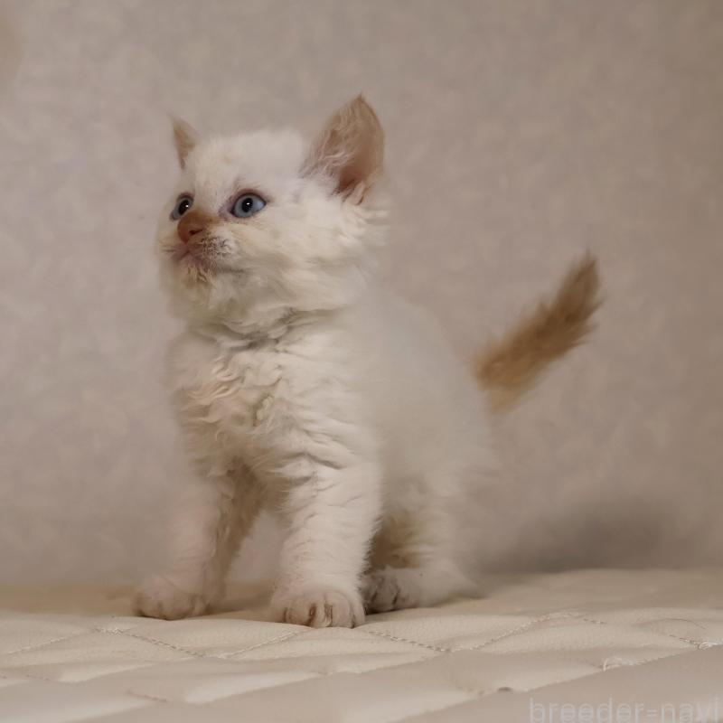 販売中の静岡県のセルカークレックス-134839の4枚目