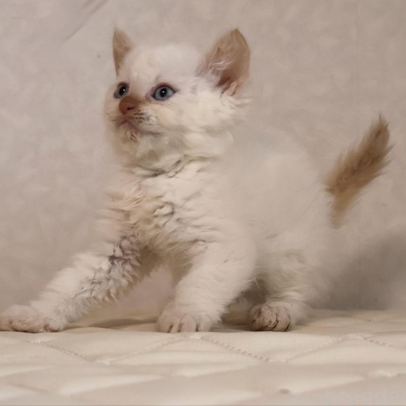 販売中の静岡県のセルカークレックス-134839の3枚目