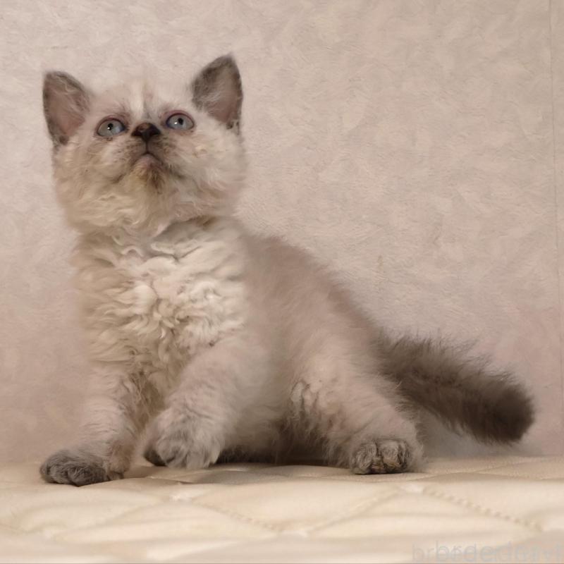 販売中の静岡県のセルカークレックス-134836の5枚目