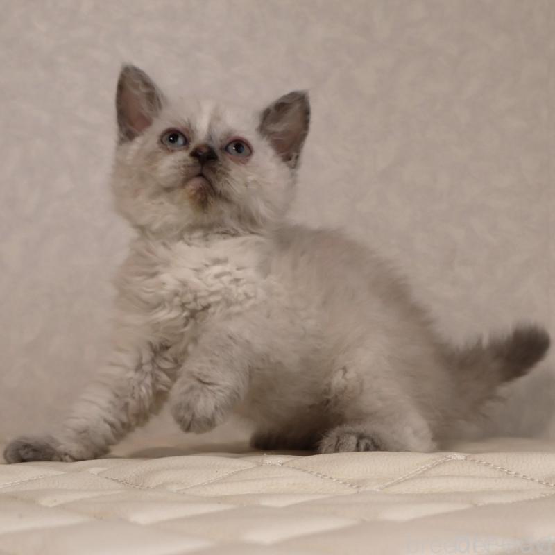 販売中の静岡県のセルカークレックス-134836の4枚目