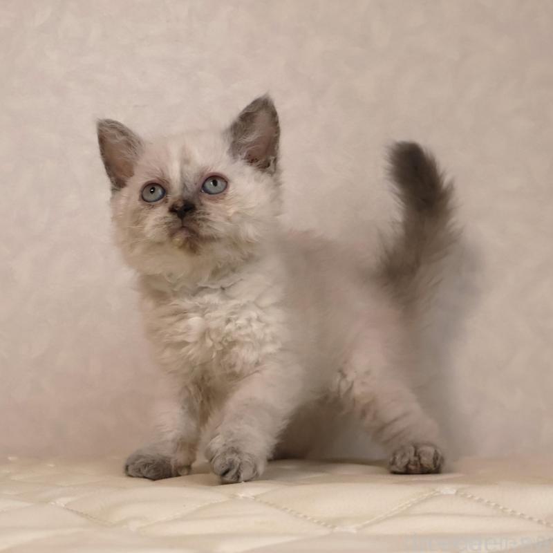 販売中の静岡県のセルカークレックス-134836