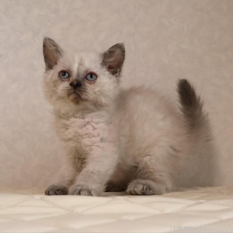 販売中の静岡県のセルカークレックス-134836の3枚目