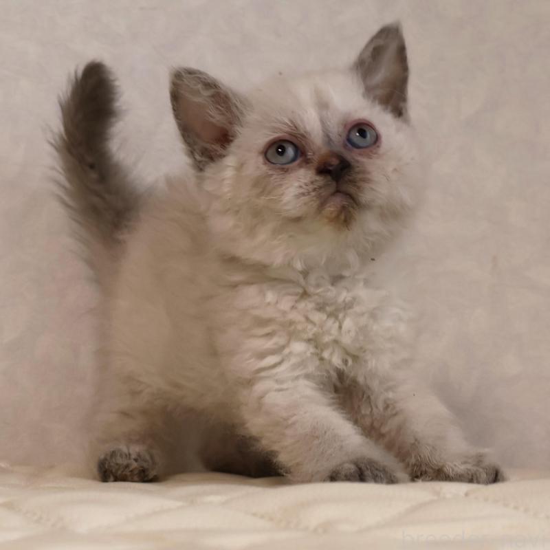 販売中の静岡県のセルカークレックス-134836の2枚目