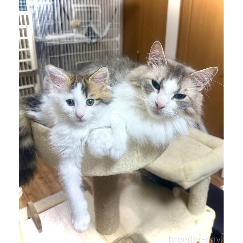 成約済の東京都のノルウェージャンフォレストキャット-134870の3枚目