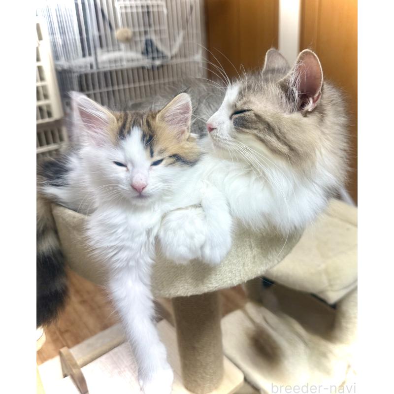 成約済の東京都のノルウェージャンフォレストキャット-134870の2枚目