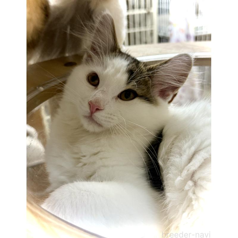 販売中の東京都のノルウェージャンフォレストキャット-133211の4枚目