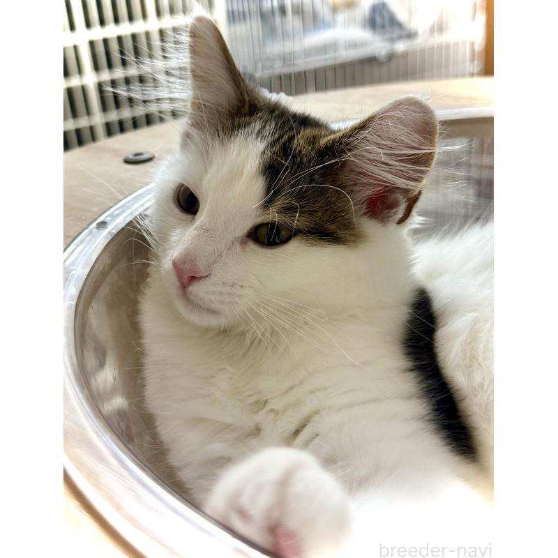 販売中の東京都のノルウェージャンフォレストキャット-133211の3枚目