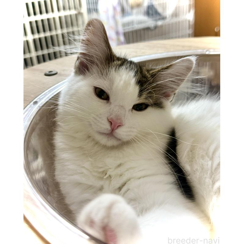 販売中の東京都のノルウェージャンフォレストキャット-133211の2枚目