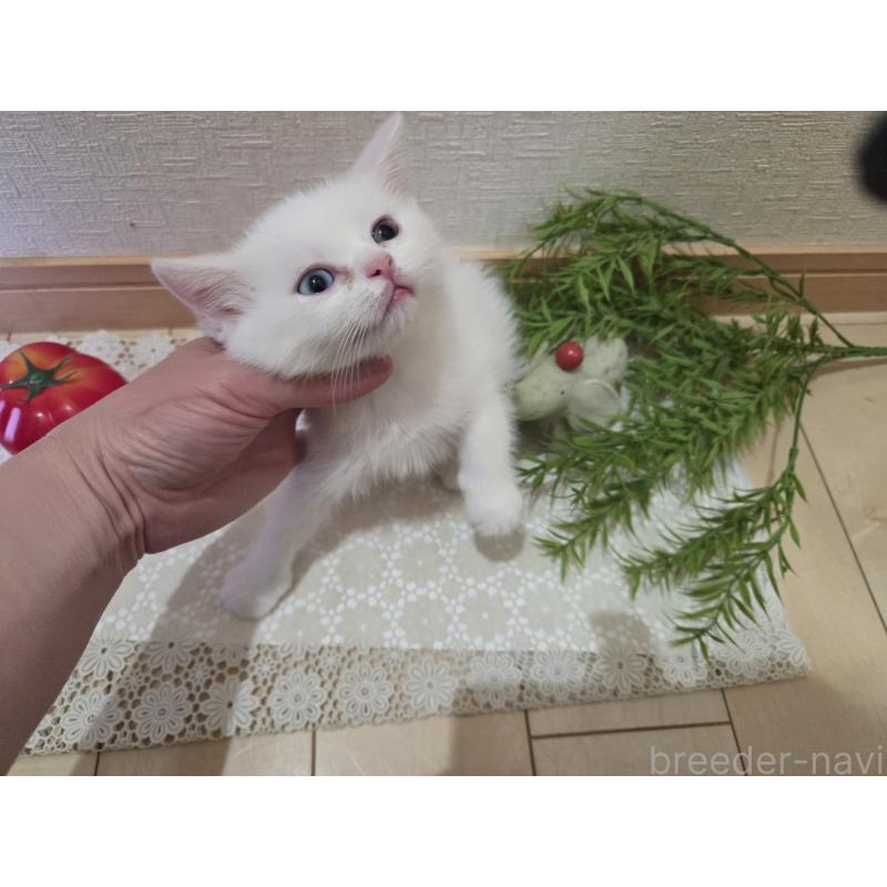 販売中の広島県のミックス-134922の40枚目