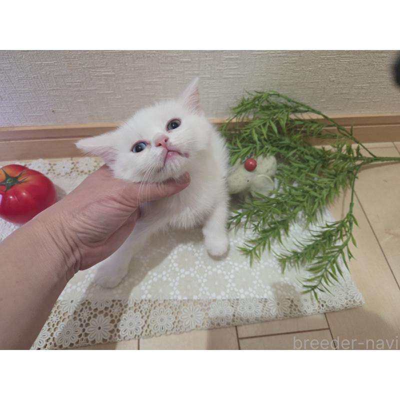 販売中の広島県のミックス-134922の39枚目