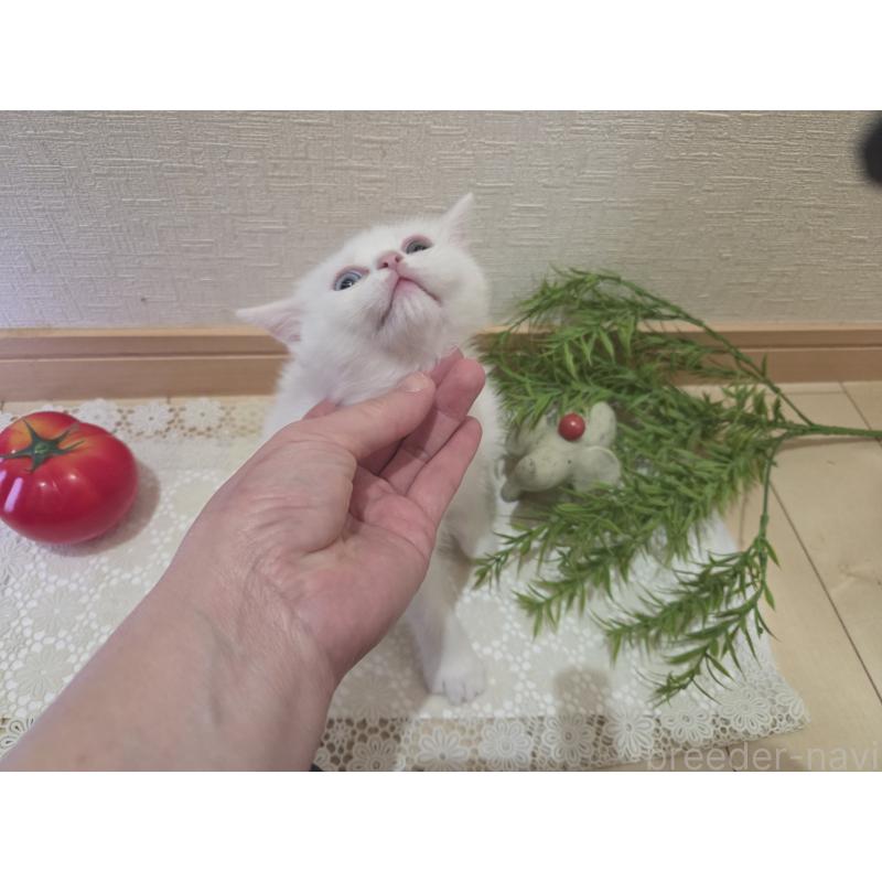 販売中の広島県のミックス-134922の38枚目