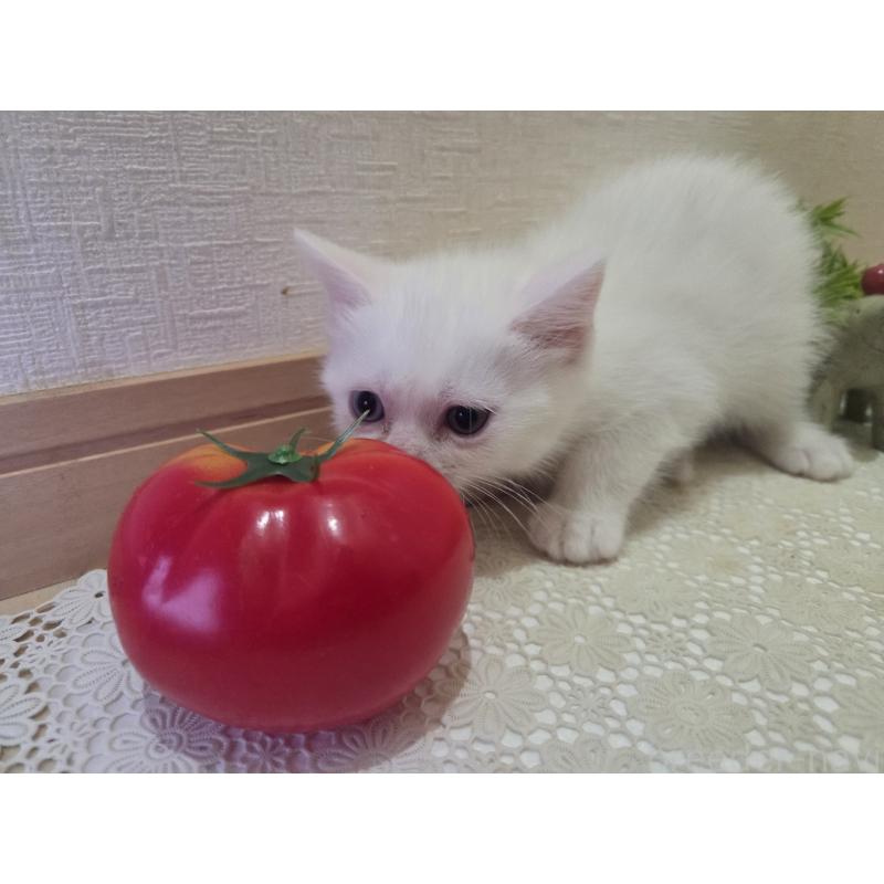 販売中の広島県のミックス-134922の36枚目