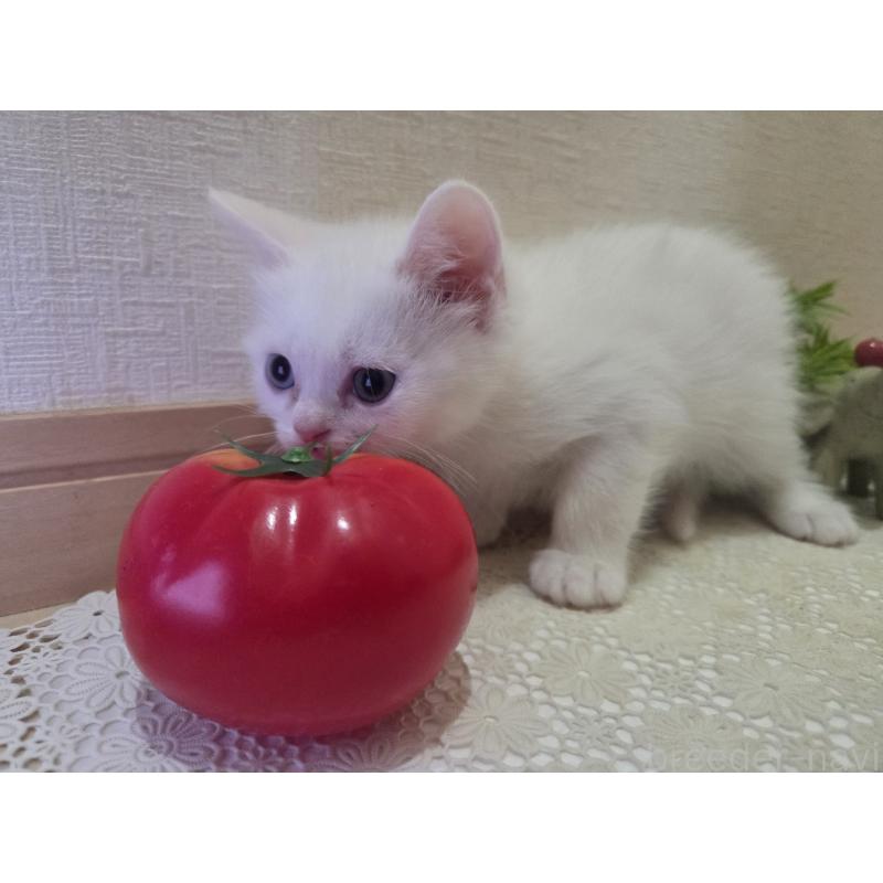 販売中の広島県のミックス-134922