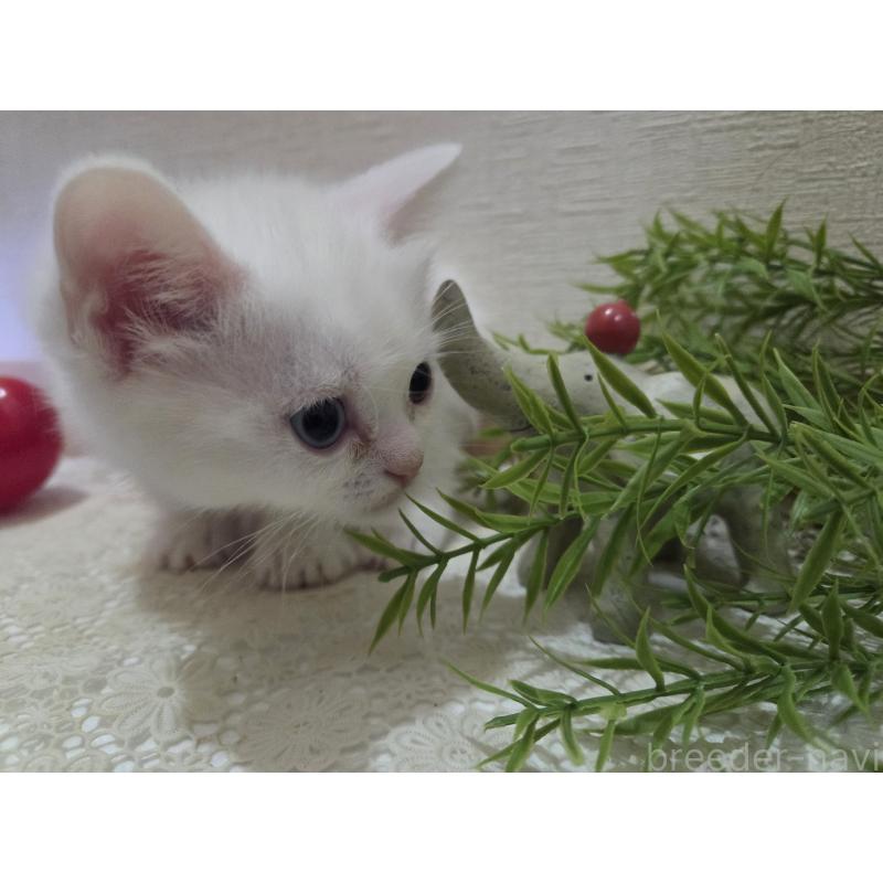 販売中の広島県のミックス-134922の33枚目