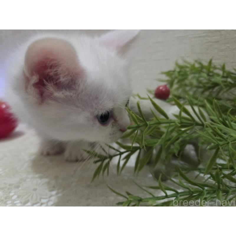 販売中の広島県のミックス-134922の32枚目