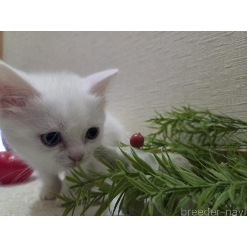 販売中の広島県のミックス-134922の31枚目