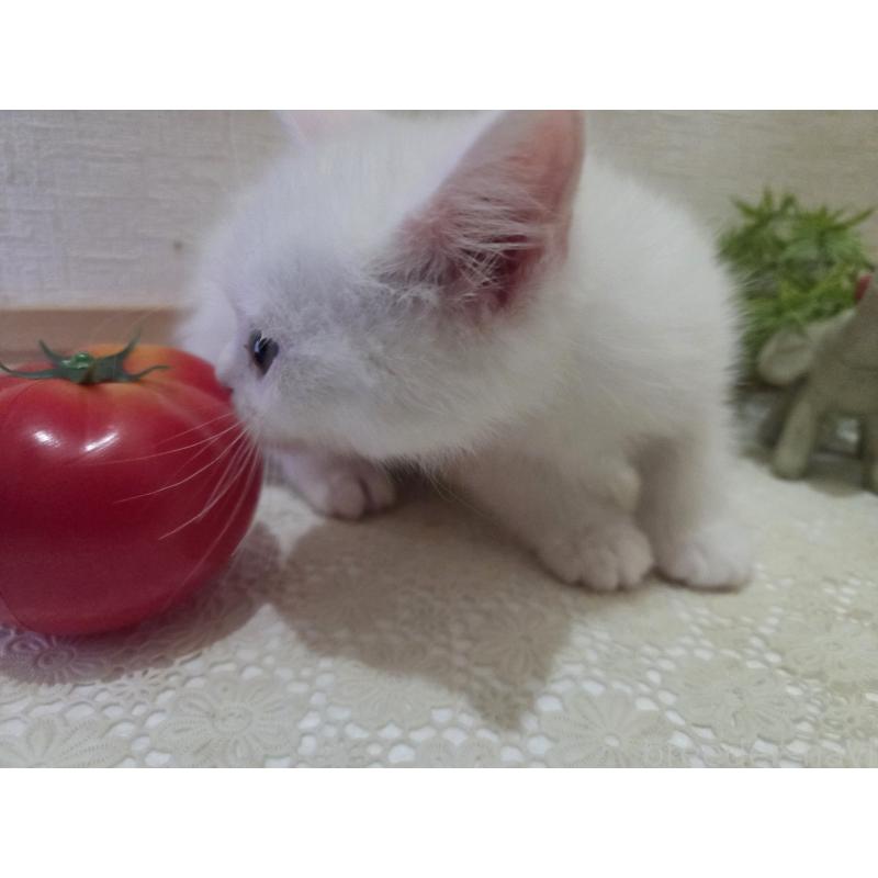 販売中の広島県のミックス-134922の29枚目