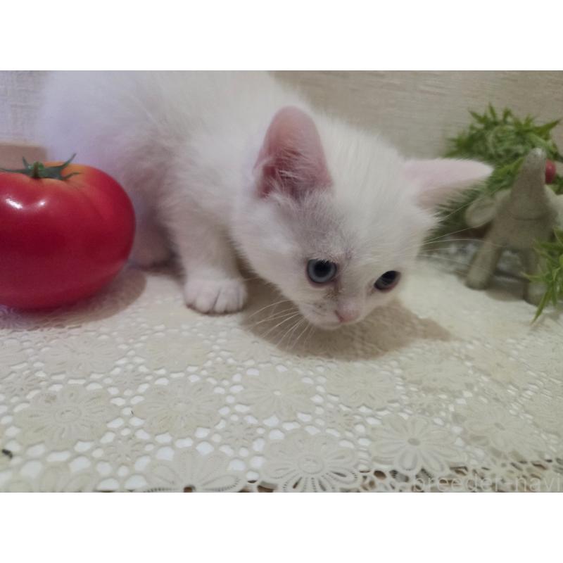 販売中の広島県のミックス-134922の28枚目