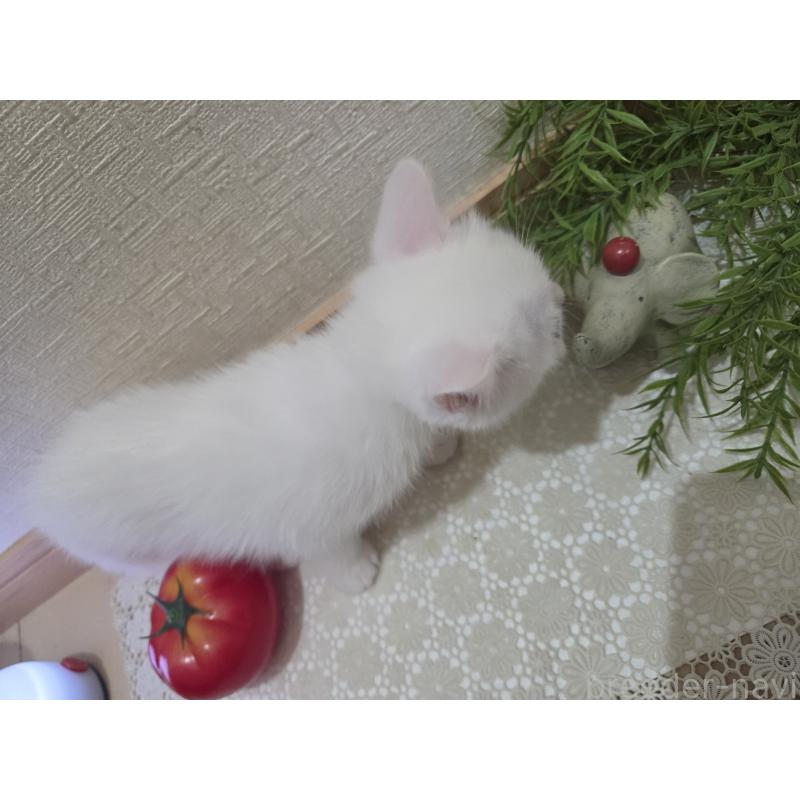 販売中の広島県のミックス-134922の27枚目