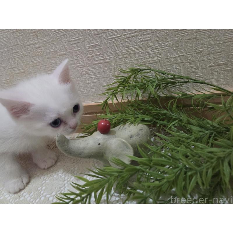 販売中の広島県のミックス-134922の26枚目