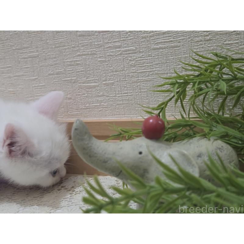 販売中の広島県のミックス-134922の25枚目