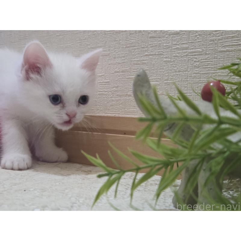 販売中の広島県のミックス-134922の24枚目