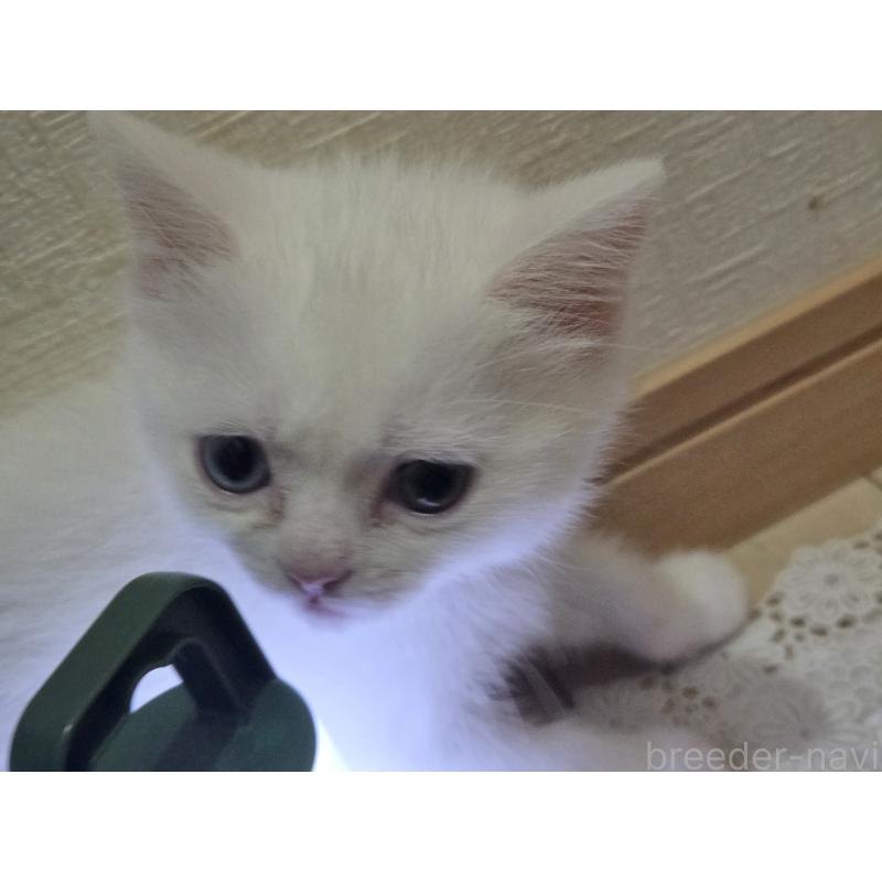 販売中の広島県のミックス-134922の23枚目