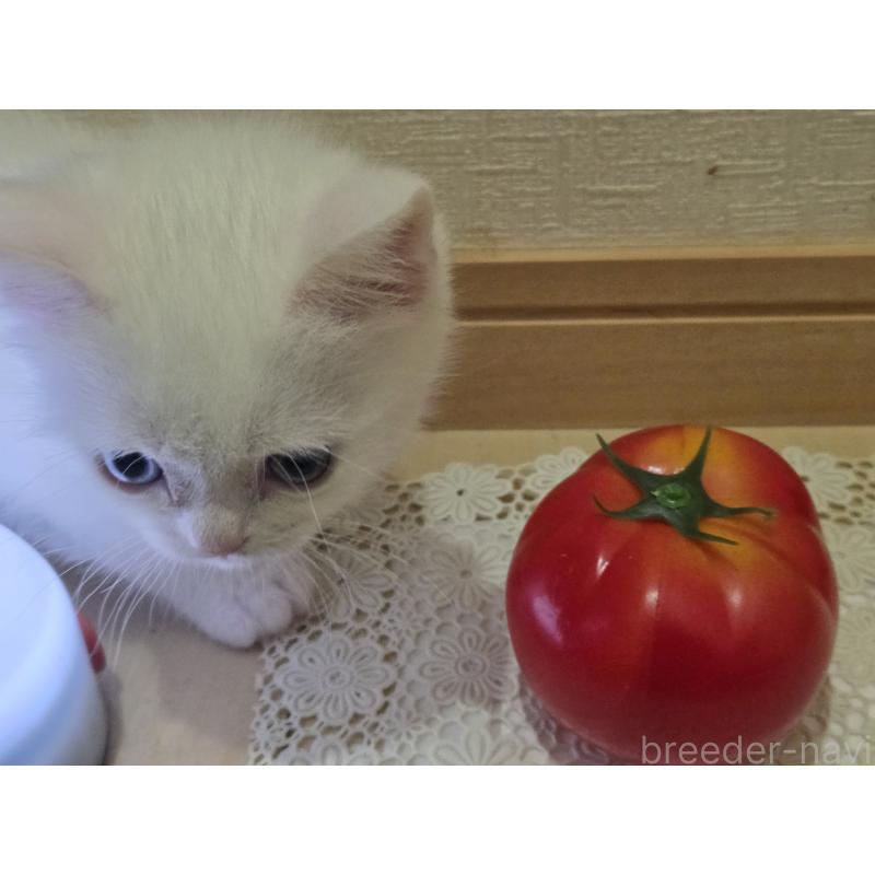 販売中の広島県のミックス-134922の22枚目