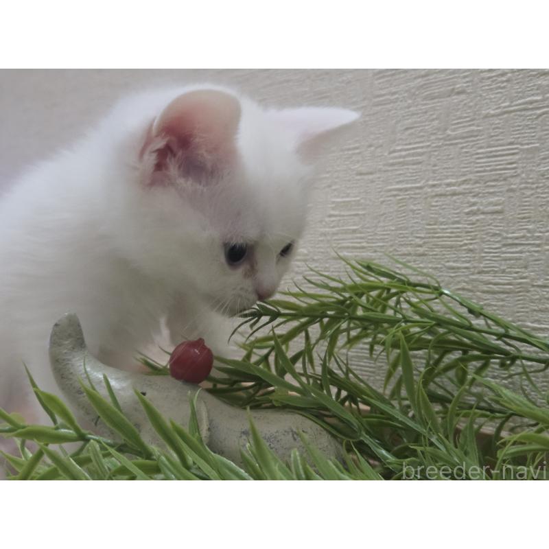 販売中の広島県のミックス-134922の21枚目