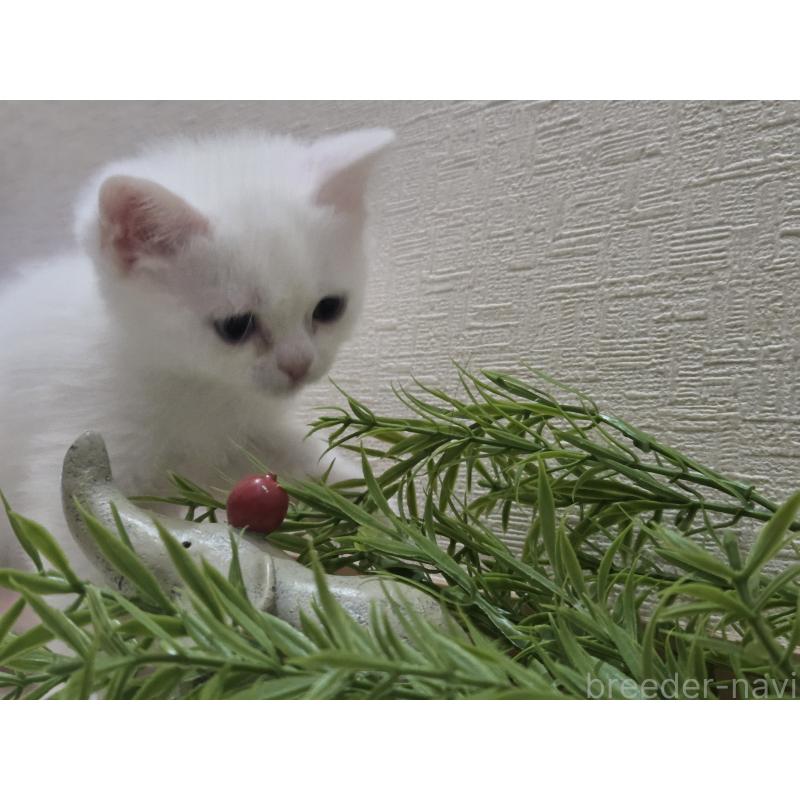 販売中の広島県のミックス-134922の20枚目