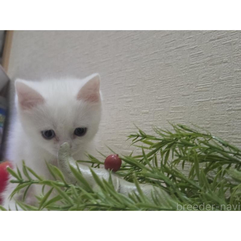 販売中の広島県のミックス-134922の19枚目