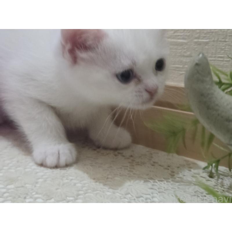 販売中の広島県のミックス-134922の18枚目