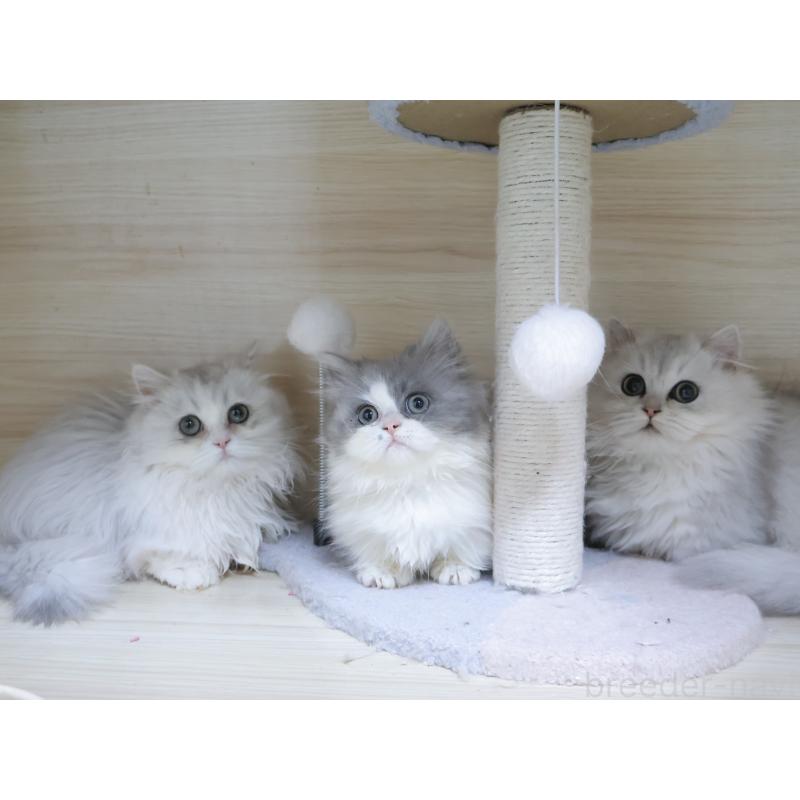 販売中の埼玉県のミヌエット(短足)-136713の2枚目