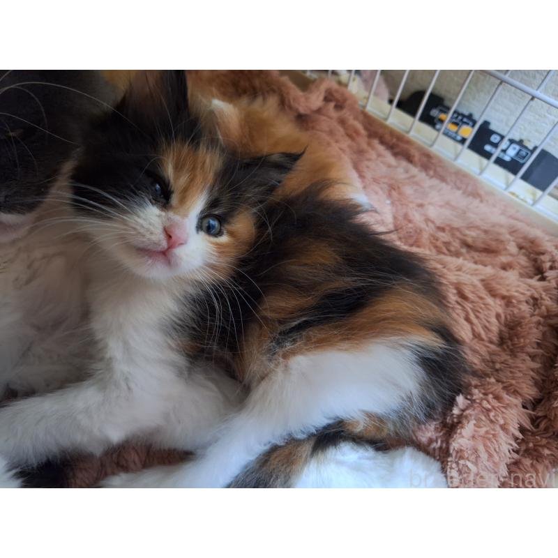 販売中の京都府のメインクーン-136313の8枚目