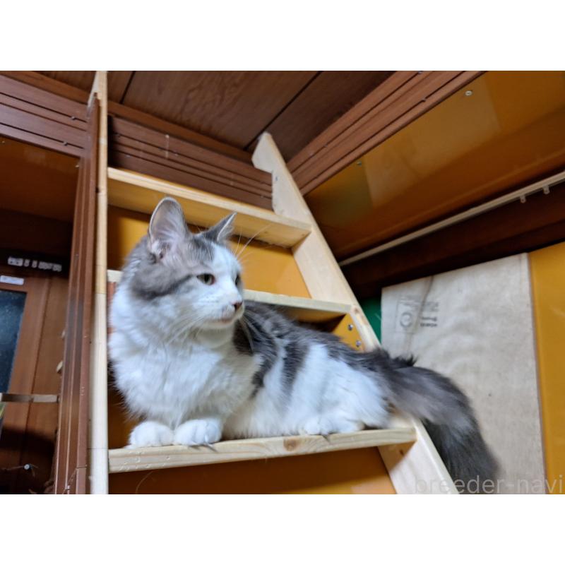 販売中の京都府のメインクーン-120075の4枚目