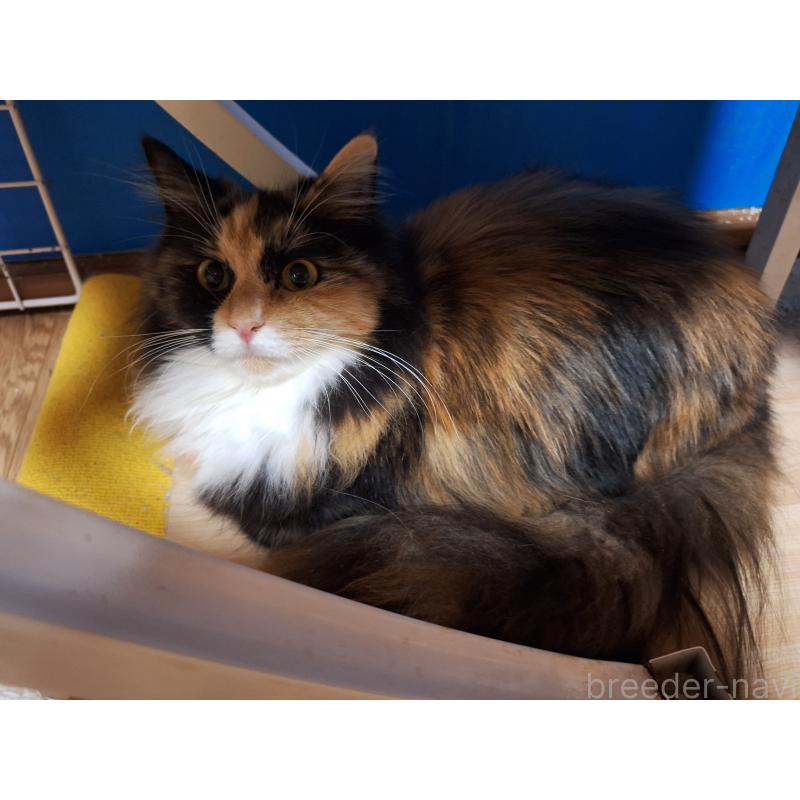 販売中の京都府のメインクーン-120394の4枚目