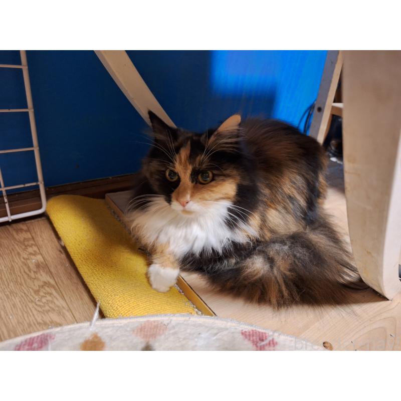 販売中の京都府のメインクーン-120394の3枚目