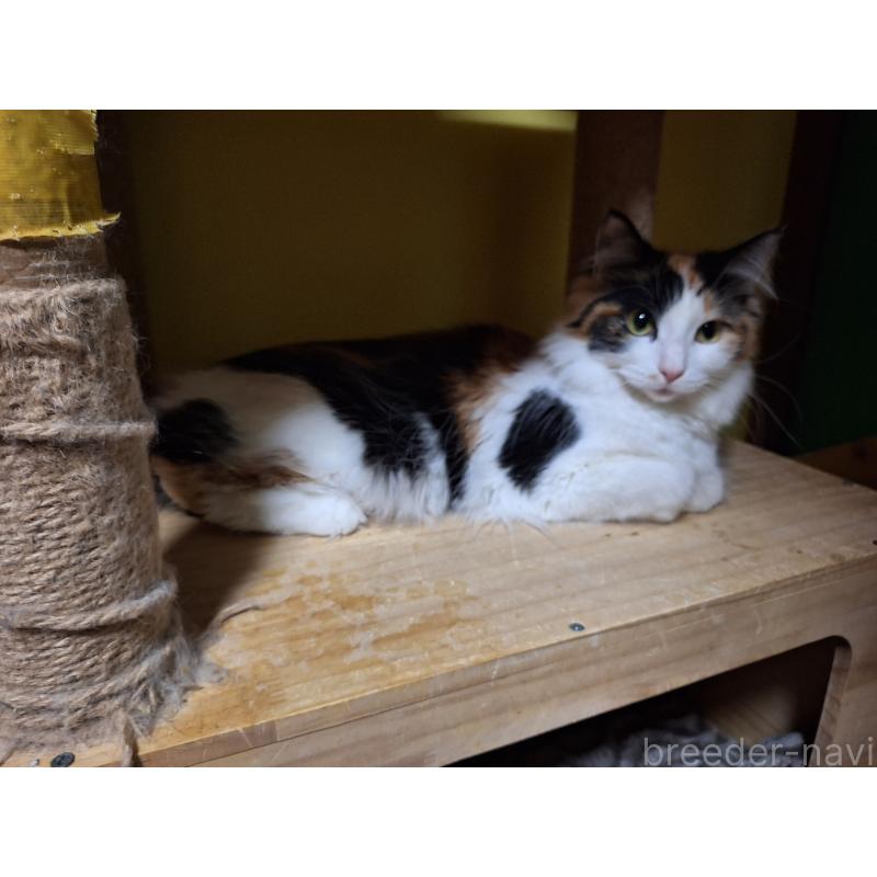 販売中の京都府のメインクーン-109681の2枚目