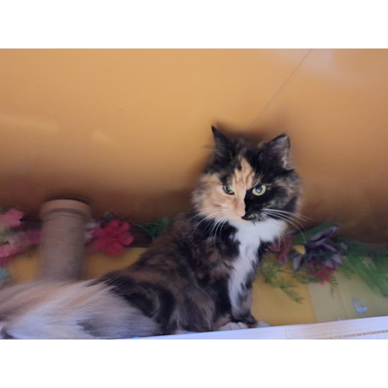 販売中の京都府のメインクーン-121139の5枚目